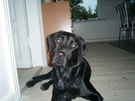 Labrador retriever Ranco billede 18