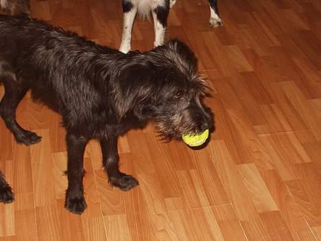 Blanding af racer Jark billede 10