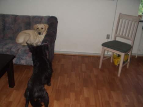 Blanding af racer Jark billede 11