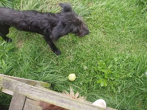 Blanding af racer Jark billede 12