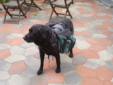 Labrador retriever Balder - Så er jeg klar til at tage på ferie billede 14
