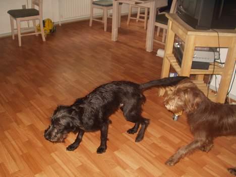 Blanding af racer Jark billede 13