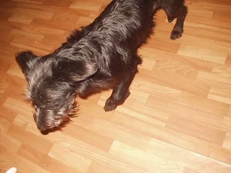 Blanding af racer Jark billede 14