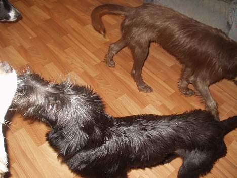 Blanding af racer Jark billede 15