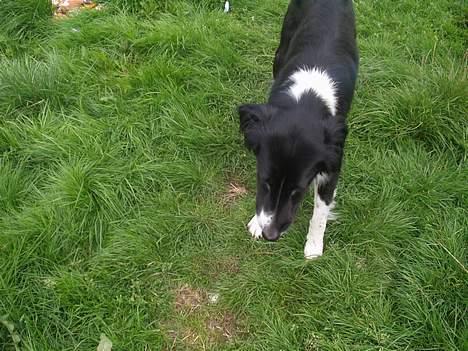 Border collie Vicky billede 9