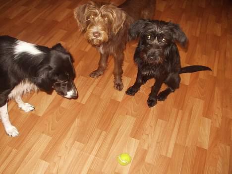 Border collie Vicky billede 10