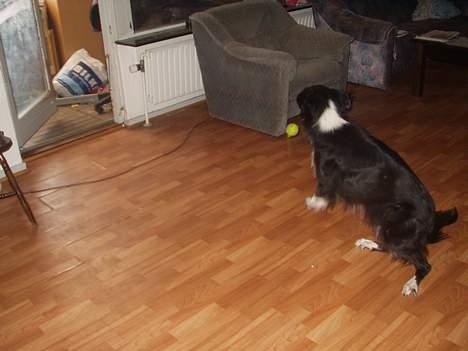 Border collie Vicky billede 11