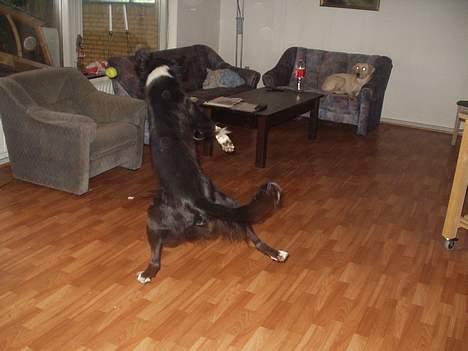 Border collie Vicky billede 12