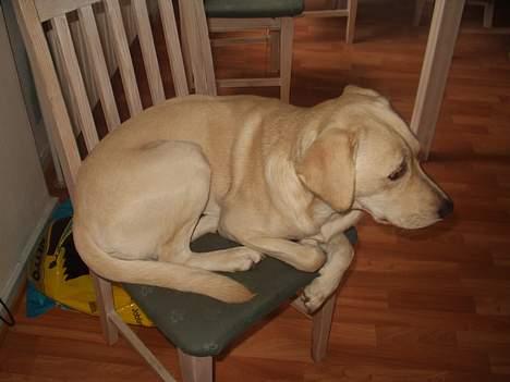 Labrador retriever max billede 9