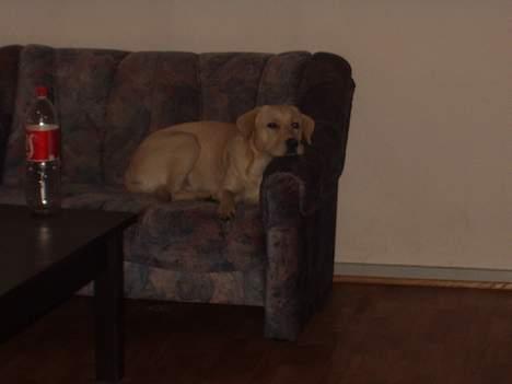 Labrador retriever max billede 10