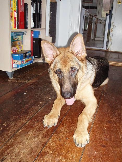 Schæferhund Maegaard's Falco R.I.P - Falco 8 mdr billede 11