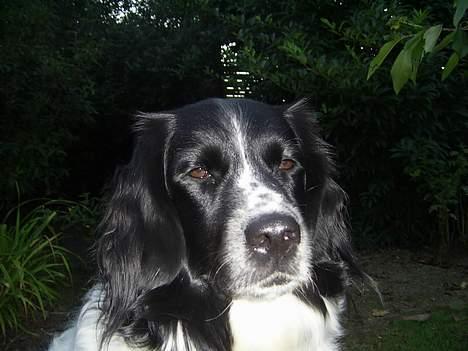 Stabijhoun Smilla - BEAUTY!!! billede 14