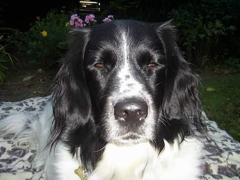 Stabijhoun Smilla - Skarpt lys!.. hehe billede 15