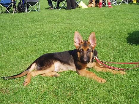 Schæferhund Maegaard's Falco R.I.P - Falco til HAS 2006 billede 12