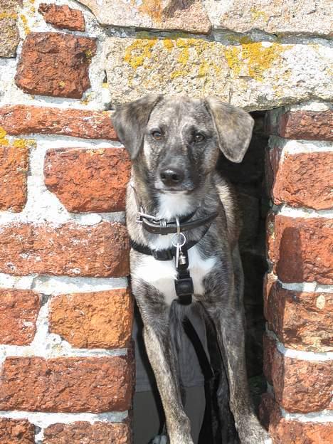 Blanding af racer Nuni - Tittebøh! På Hammershus billede 8