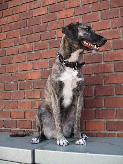 Blanding af racer Nuni - Lidt lækker er man vel altid?*S* billede 9