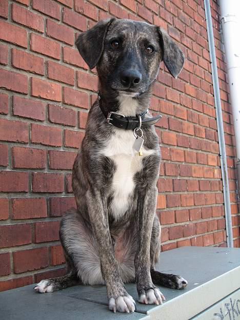 Blanding af racer Nuni - Hej*S* billede 10