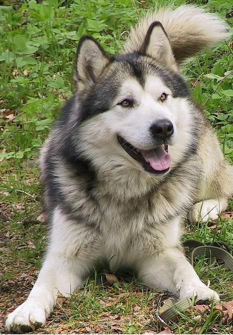 Alaskan malamute Lano #død 2008# - Lano i sine velmagt dage, dvs inden han blev kastereret. billede 1