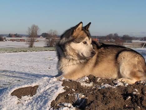 Alaskan malamute Lano #død 2008# - Lano på bjerget billede 2