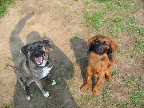 Blanding af racer Nuni - Se mig og min fine ven Silke!*S* billede 11