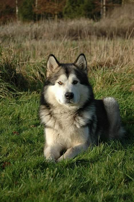 Alaskan malamute Lano #død 2008# - potræt billede taget af Alex Poulsen dyre fotograf billede 3