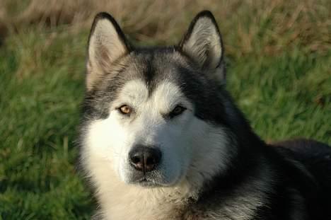 Alaskan malamute Lano #død 2008# - endnu et potræt billede billede 4