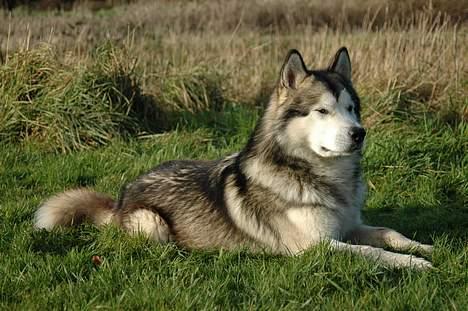 Alaskan malamute Lano #død 2008# - og så lige et sidste plet skud fra dyrefotografen billede 5
