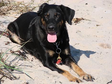 Blanding af racer Daisy - På stranden billede 1