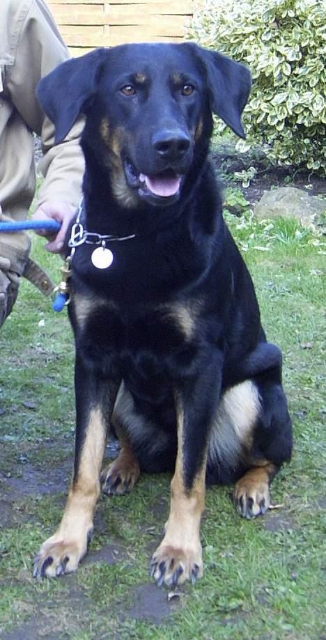 Blanding af racer Daisy billede 2