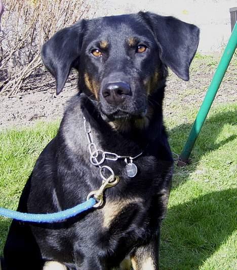 Blanding af racer Daisy billede 3