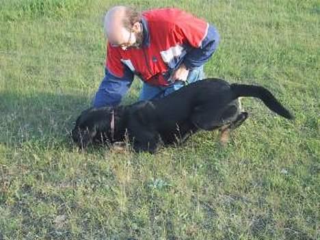 Blanding af racer Daisy - til træning billede 4