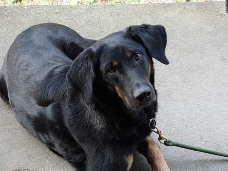 Blanding af racer Daisy billede 5