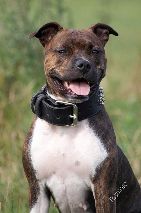 Amerikansk staffordshire terrier Freja - D. 5/8-06 billede 17