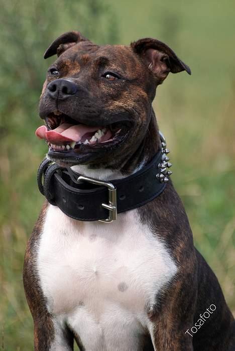 Amerikansk staffordshire terrier Freja - D. 5/8-06h billede 18