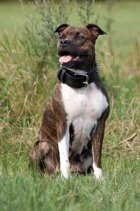 Amerikansk staffordshire terrier Freja - D. 5/8-06 billede 19