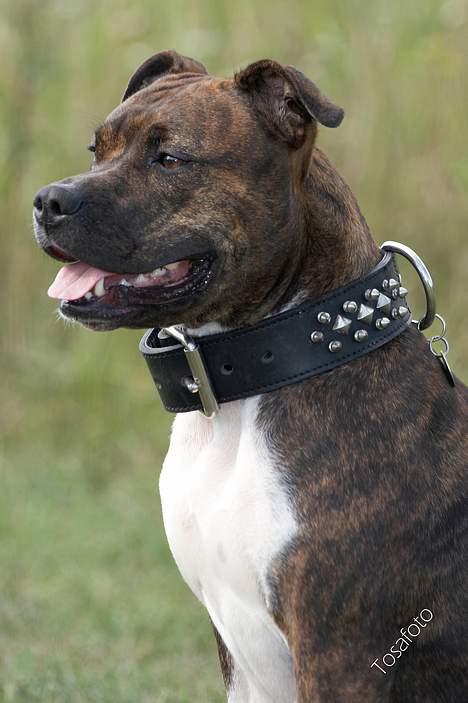 Amerikansk staffordshire terrier Freja - D. 5/8-06 billede 20