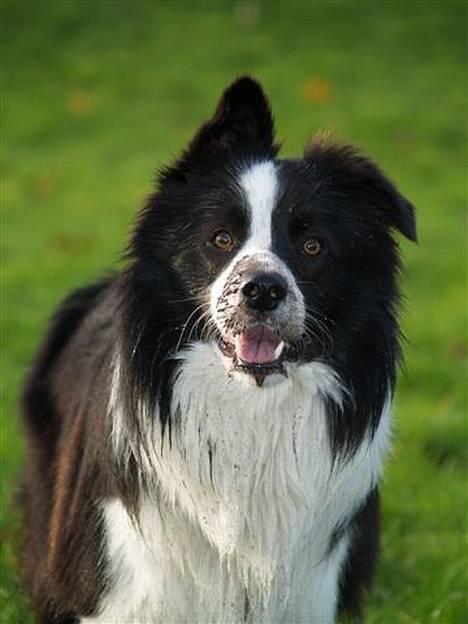 Border collie Kojima's Cool CaMiki - Naturlig fotomodel med mudder og det hele billede 1