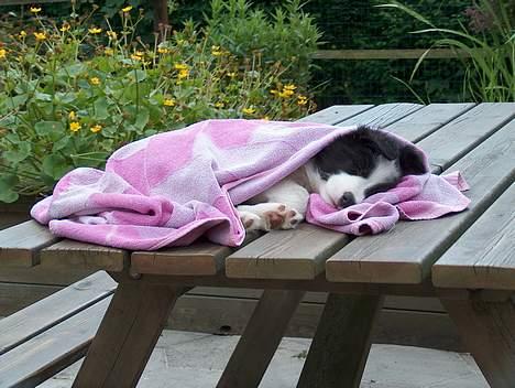 Border collie Kojima's Cool CaMiki - Jeg skulle tørres, men mor ville ikke vække mig maj 2005 billede 2