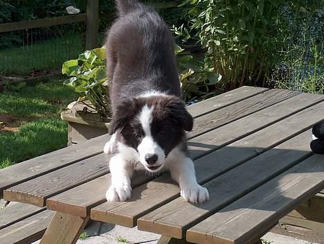 Border collie Kojima's Cool CaMiki - Leg med mig  juli 2005 billede 3