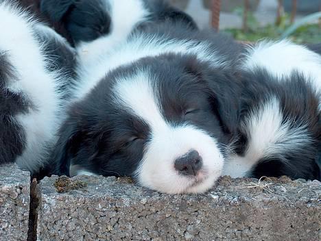 Border collie Kojima's Cool CaMiki - Så er der ro på mig lidt!!150505 billede 4