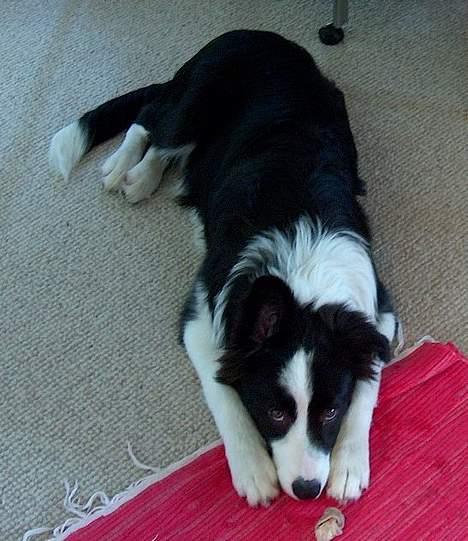 Border collie Kojima's Cool CaMiki - Mig ? Nej jeg er helt uskyldig!!!! sep. 2005 billede 5
