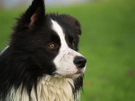 Border collie Kojima's Cool CaMiki - Miki-november 2006 billede 6