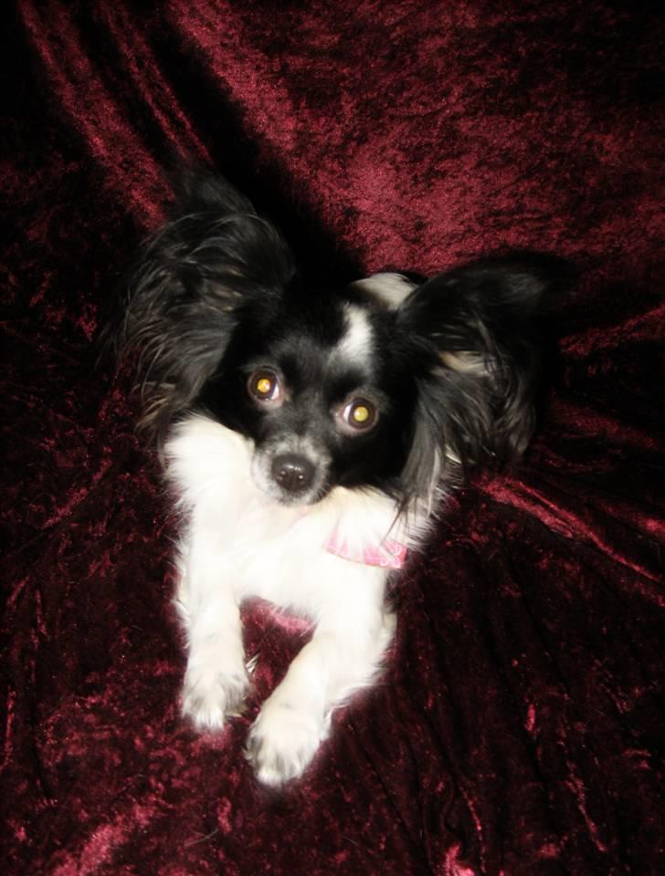 Blanding af racer ZigZag billede 1