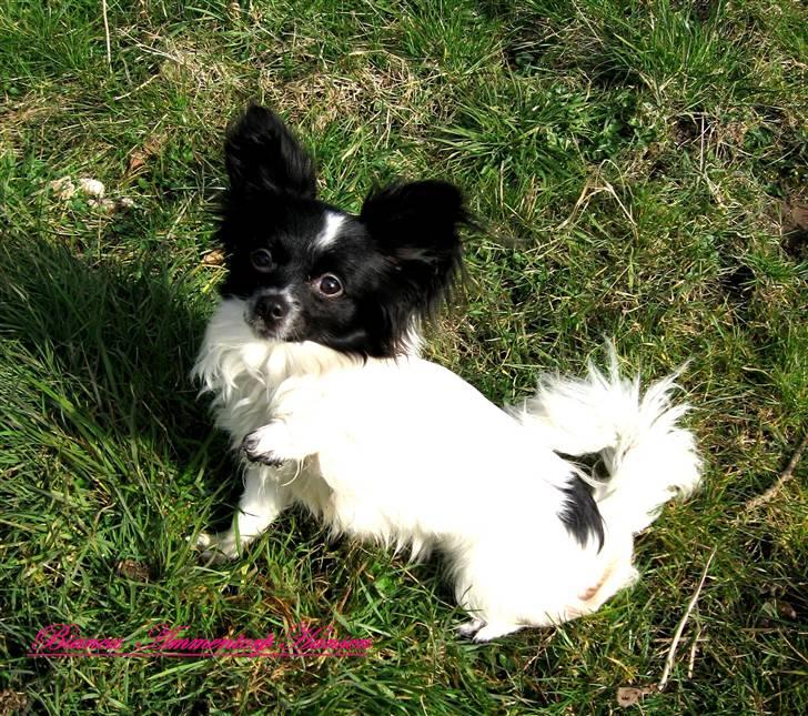 Blanding af racer ZigZag billede 2