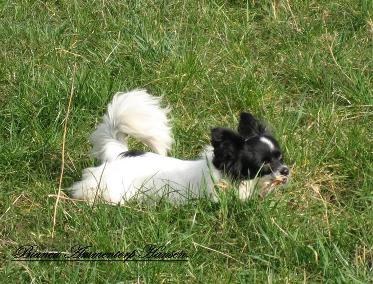 Blanding af racer ZigZag billede 3