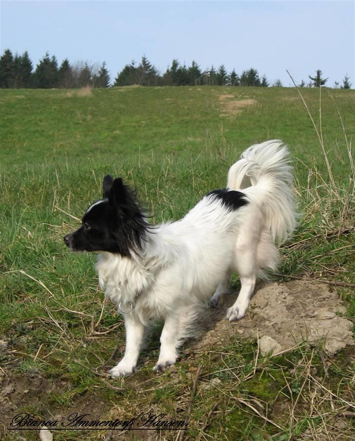 Blanding af racer ZigZag billede 4