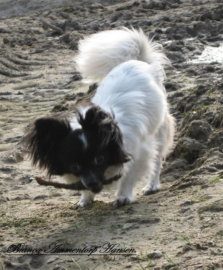 Blanding af racer ZigZag billede 5