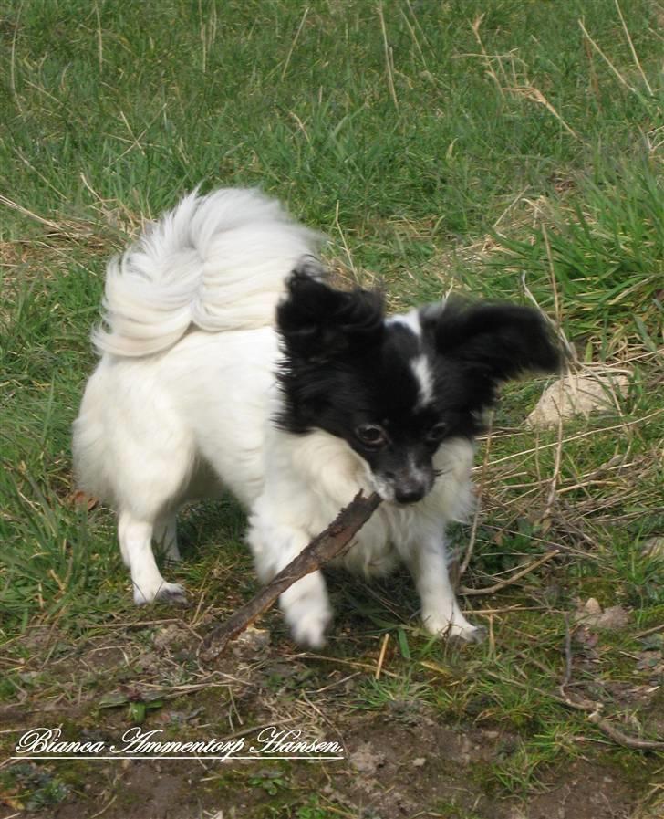 Blanding af racer ZigZag billede 6