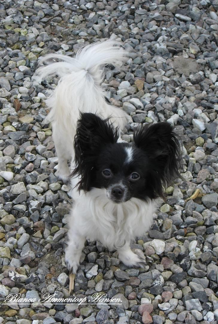 Blanding af racer ZigZag billede 7