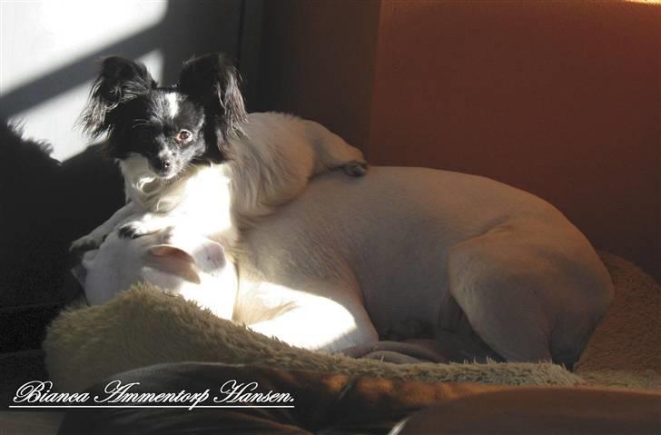 Blanding af racer ZigZag billede 8